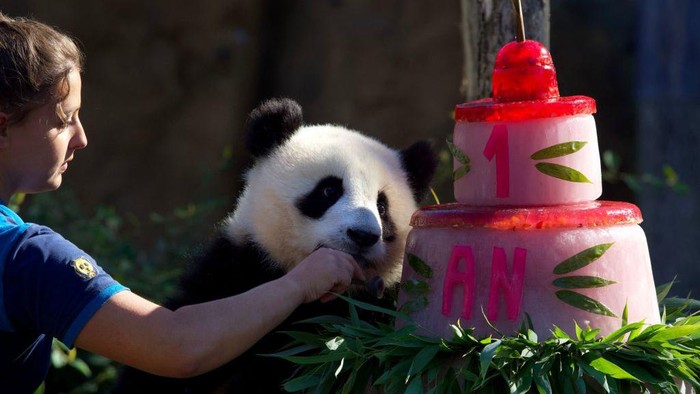 A caretaker helps giant panda cub Huanlili to have a piece of her first birthday cake at the Beauval zoological park in Saint-Aignan, central France, on August 2, 2022. - Twin panda cubs Yuandudu and Huanlili were born in the Beauval zoo on August 2, 2021. (Photo by GUILLAUME SOUVANT / AFP) (Photo by GUILLAUME SOUVANT/AFP via Getty Images)