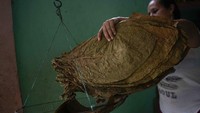 Yasmin Silva, pengrajin cerutu menimbang daun tembakau di rumahnya. Ia mengatakan bahwa perbatasan, pekerjaan akan meningkat. Mereka akan dapat menghasilkan cerutu lebih banyak, meskipun perubahannya akan lambat.