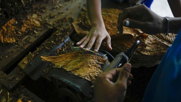 Venezuela Colombia Border Eduardo Martinez rolls tobacco leaves in the Pinto Salinas neighborhood of San Antonio, Venezuela, on its border with Colombia, Wednesday, Aug. 3, 2022.