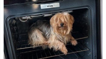 Mungkin seekor anjing ini butuh kehangatan sampai harus masuk ke dalam oven.