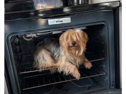 10 Tingkah Konyol Hewan yang Tidak Biasa, Bikin Ngakak