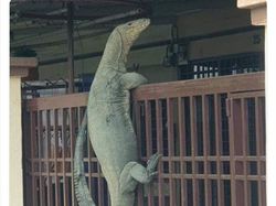 10 Tingkah Konyol Hewan yang Tidak Biasa, Bikin Ngakak