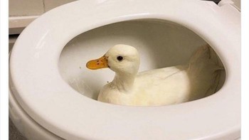 Kok bisa bebek ada di situ ngapain ya?