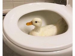 10 Tingkah Konyol Hewan yang Tidak Biasa, Bikin Ngakak