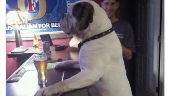 Seekor anjing hangout di bar.