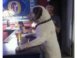 10 Tingkah Konyol Hewan yang Tidak Biasa, Bikin Ngakak