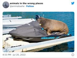 10 Tingkah Konyol Hewan yang Tidak Biasa, Bikin Ngakak