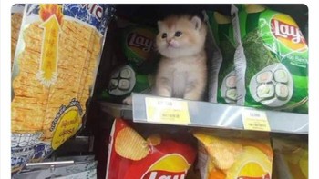 Kucing di antara kumpulan makanan ringan.