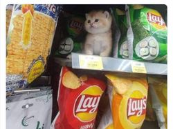 10 Tingkah Konyol Hewan yang Tidak Biasa, Bikin Ngakak