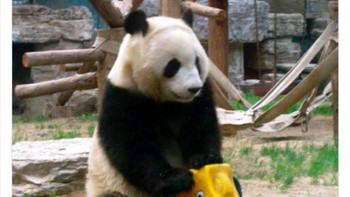 Panda juga butuh hiburan.