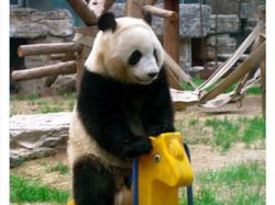 10 Tingkah Konyol Hewan yang Tidak Biasa, Bikin Ngakak