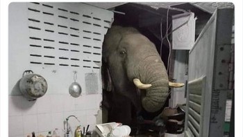 Permisi, apakah ada makanan di dapur?