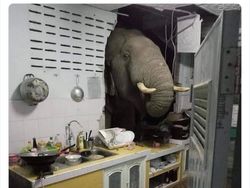 10 Tingkah Konyol Hewan yang Tidak Biasa, Bikin Ngakak