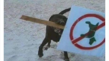 Sang anjing tidak terima jika dilarang berada di pantai, akhirnya papan larangan itu dicabut deh.