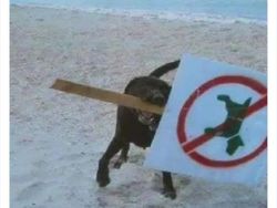 10 Tingkah Konyol Hewan yang Tidak Biasa, Bikin Ngakak