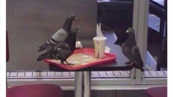 Burung-burung asyik kongkow.