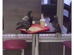 10 Tingkah Konyol Hewan yang Tidak Biasa, Bikin Ngakak