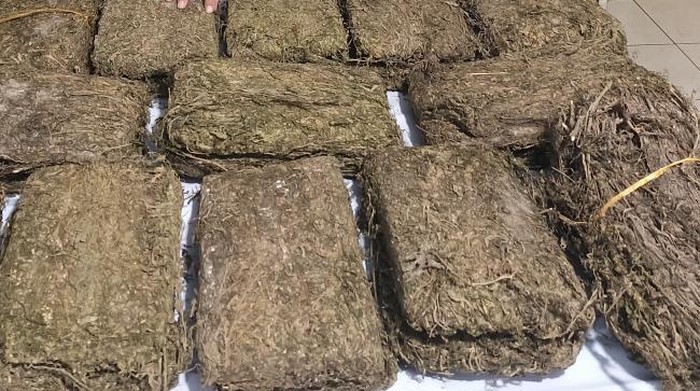 Barang bukti ganja yang disita polisi (Foto: Dok. Polres Dairi)