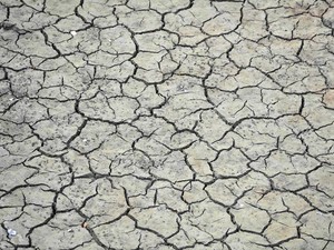 Gelombang Panas di Inggris Bikin Peternak dan Petani Gigit Jari