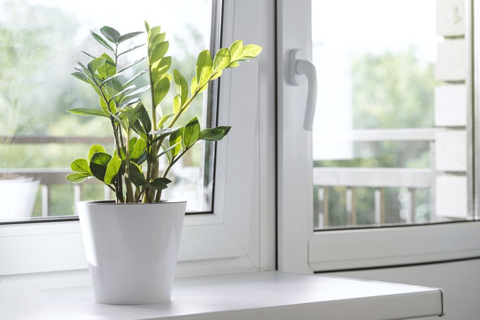 Zamioculcas Zamiifolia or ZZ Plant in white flower pot stand on the windowsill. Home plants care concept. Interior of a modern scandinavian style apartment