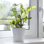 Tren Hobi Berkebun, Tokopedia Bagi Tips Pilih Tanaman Hias di Rumah