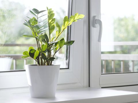 Zamioculcas Zamiifolia or ZZ Plant in white flower pot stand on the windowsill. Home plants care concept. Interior of a modern scandinavian style apartment