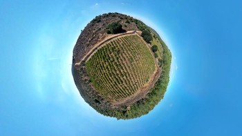 Melangkah ke Israel, ada kebun anggur yang siap panen di kawasan perbukitan Yudea.