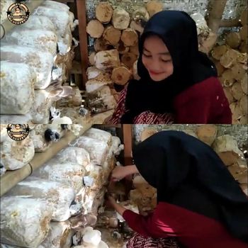 Kisah petani jamur viral di media sosial.