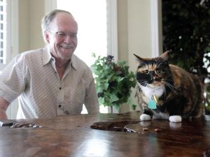 Mungkin Inilah Kucing Super, Bisa Gagalkan Perampokan Rumah