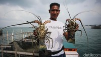 Seorang nelayan memperlihatkan lobster tangkapannya. Untuk mengetahui bagaimana kondisi masyarakat di perbatasan RI, nantikan konten Tapal Batas detikcom bersama BRI yang akan segera tayang mulai Agustus 2022. Simak terus berita-berita terbaru di detikcom agar tak ketinggalan, ya! (Agung Pambudhy/detikcom)