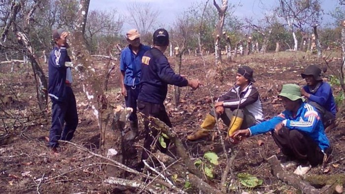 Penebangan liar hingga pembarakan di kebun kakao di Jampang Tengah, Sukabumi.
