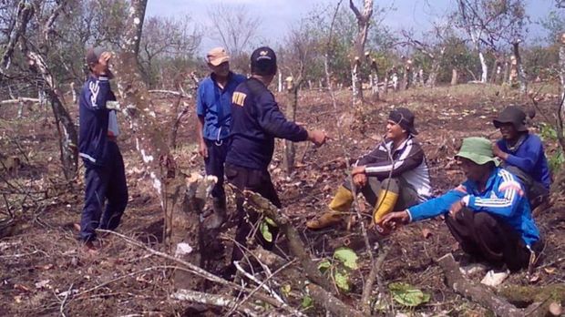 Penebangan liar hingga pembarakan di kebun kakao di Jampang Tengah, Sukabumi.
