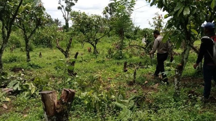 Penebangan liar hingga pembarakan di kebun kakao di Jampang Tengah, Sukabumi.