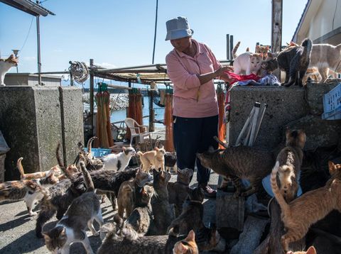 Kucing berkerumun saat penduduk pulau memberi mereka makan di Aoshima, Jepang, Kamis (27/9/2022). Pulau Aoshima telah dikenal karena jumlah kucingnya yang besar yang sekarang melebihi jumlah manusia sekitar sepuluh banding satu. (Photo by Carl Court/Getty Images)