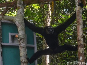 Owa Ungko di Pekanbaru Ditangkap Lagi Padahal Baru Dilepas, Ini Alasannya