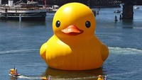 Instalasi bernama The Rubber Duck memiliki ukuran 26 x 20 x 32 meter.
