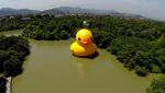 Sepak Terjang Bebek Raksasa Sang Penebar Kebahagiaan