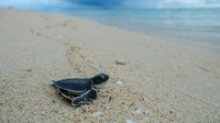 Pelepasan tersebut berlangsung di Pantai Ketawai, Bangka Belitung. Seperti diketahui, Pulau Ketawai merupakan habitat penyu.
