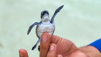 Sebelum dilepasliarkan, telur-telur ini dibawa ke Kawasan Pantai Bangka Island Outdoor (BIO) untuk ditetaskan secara alami.