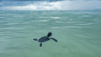 Bayi penyu berenang ke tengah laut Pantai Kentawa, Bangka Belitung. Selain menjadi habitat penyu, pulau ini memiliki cadangan makanan alami seperti lamun yang cukup banyak, sehingga ini sangat cocok.