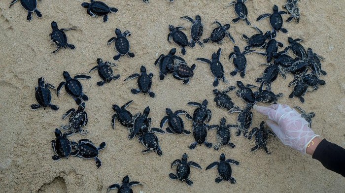 Tukik Penyu diLepasliarkan Hundreds of baby sea turtles on Thursday, August 4, 2022 were released into the sea in Indonesias Bangka Belitung island as part of a conservation program. The release took place at the Ketawai Beach. Before being hatched and release by activist Alobi Foundation Wildlife Rescue, 2.287 sea turtle eggs were saved from the illegal trade. (Photo by Resha Juhari/NurPhoto via Getty Images)