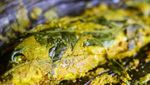10 Resep Pepes Berbumbu Rempah, Enak Buat Lauk Nasi Hangat