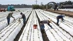 Kekeringan California, Bikin Ratusan Ribu Hektare Lahan Menganggur