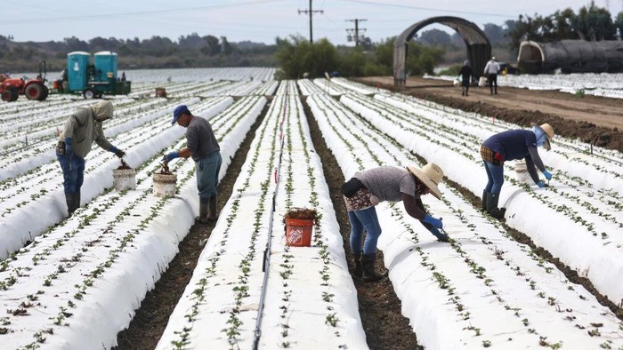 1413172692 VENTURA, CALIFORNIA - AUGUST 05: Farm workers labor in a strawberry field amid drought conditions on August 5, 2022 near Ventura, California. Around 800,000 acres of farm fields could be left unworked this year amid unprecedented cuts to water supplies, according to a study by Josue Medellin-Azuara, an associate professor at University of California Merced. Nearly three-quarters of the state is in extreme or exceptional drought, amid a climate change-fueled megadrought in the Southwestern United States. (Photo by Mario Tama/Getty Images)