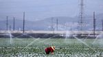 Kekeringan California, Bikin Ratusan Ribu Hektare Lahan Menganggur