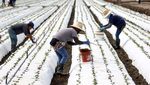 Kekeringan California, Bikin Ratusan Ribu Hektare Lahan Menganggur