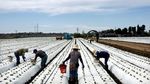 Kekeringan California, Bikin Ratusan Ribu Hektare Lahan Menganggur