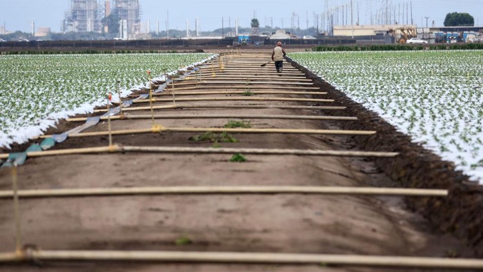1413172692 VENTURA, CALIFORNIA - AUGUST 05: Farm workers labor in a strawberry field amid drought conditions on August 5, 2022 near Ventura, California. Around 800,000 acres of farm fields could be left unworked this year amid unprecedented cuts to water supplies, according to a study by Josue Medellin-Azuara, an associate professor at University of California Merced. Nearly three-quarters of the state is in extreme or exceptional drought, amid a climate change-fueled megadrought in the Southwestern United States. (Photo by Mario Tama/Getty Images)