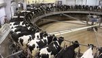 Begini Kesibukan Peternakan Sapi Perah Metode Tradisional dan Canggih