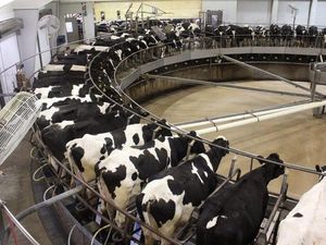Bantu Genjot Produksi Susu, Peternak RI Diterbangkan ke Belanda